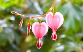 bleeding-hearts